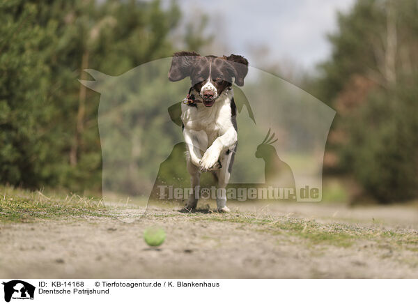 Drentsche Patrijshund / Dutch Partridge Dog / KB-14168