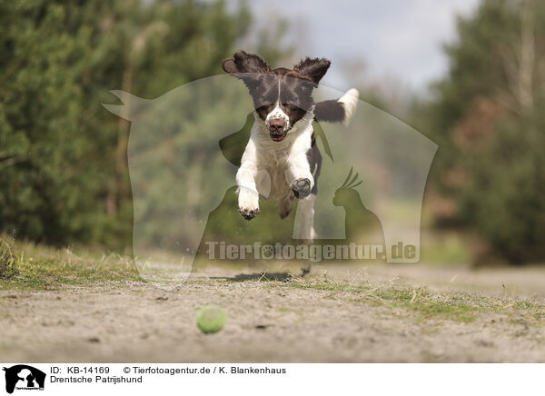 Drentsche Patrijshund / Dutch Partridge Dog / KB-14169