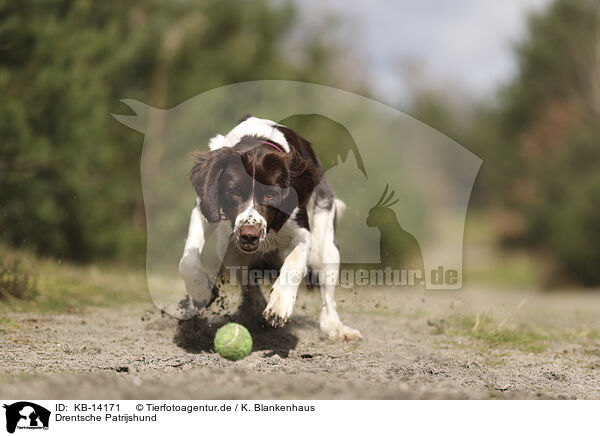 Drentsche Patrijshund / Dutch Partridge Dog / KB-14171