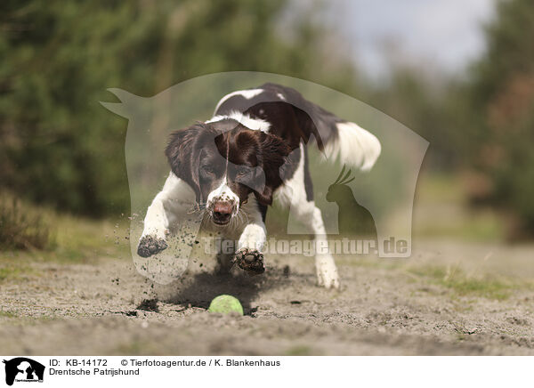 Drentsche Patrijshund / Dutch Partridge Dog / KB-14172