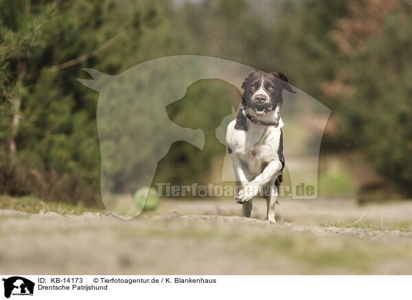 Drentsche Patrijshund / Dutch Partridge Dog / KB-14173