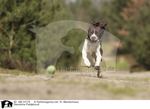 Drentsche Patrijshund / Dutch Partridge Dog / KB-14174