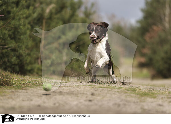 Drentsche Patrijshund / Dutch Partridge Dog / KB-14175