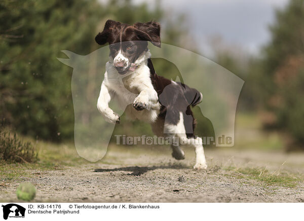Drentsche Patrijshund / Dutch Partridge Dog / KB-14176