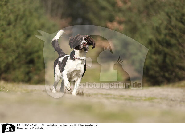 Drentsche Patrijshund / Dutch Partridge Dog / KB-14178