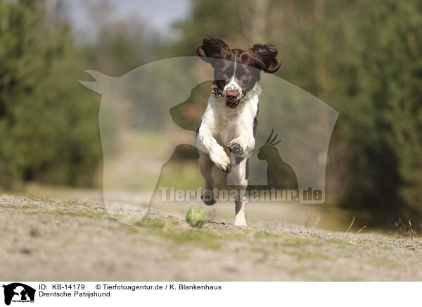 Drentsche Patrijshund / Dutch Partridge Dog / KB-14179