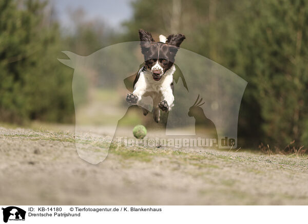 Drentsche Patrijshund / Dutch Partridge Dog / KB-14180