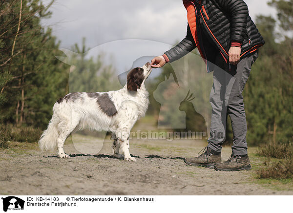 Drentsche Patrijshund / Dutch Partridge Dog / KB-14183
