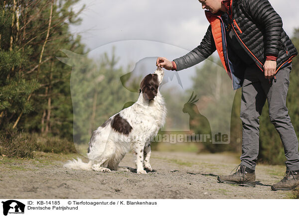 Drentsche Patrijshund / Dutch Partridge Dog / KB-14185