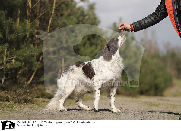 Drentsche Patrijshund / Dutch Partridge Dog / KB-14186