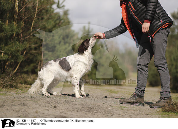 Drentsche Patrijshund / Dutch Partridge Dog / KB-14187