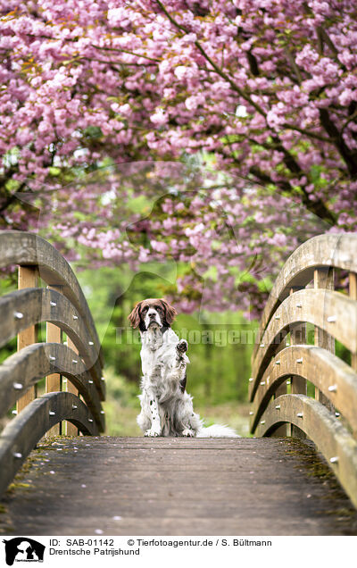 Drentsche Patrijshund / Dutch partridge dog / SAB-01142