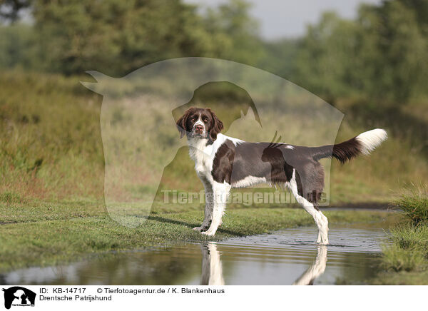 Drentsche Patrijshund / Dutch Partridge Dog / KB-14717