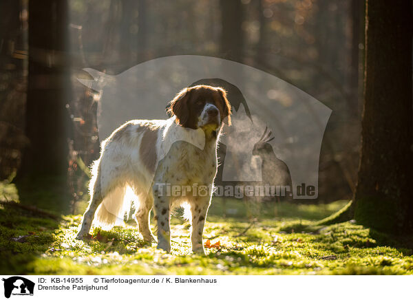 Drentsche Patrijshund / Dutch Partridge Dog / KB-14955