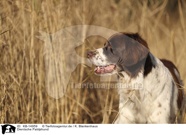 Drentsche Patrijshund / Dutch Partridge Dog / KB-14959