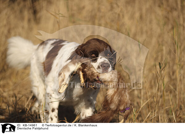 Drentsche Patrijshund / Dutch Partridge Dog / KB-14961