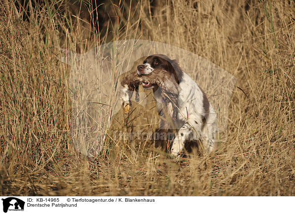 Drentsche Patrijshund / Dutch Partridge Dog / KB-14965