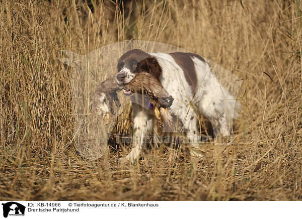 Drentsche Patrijshund / Dutch Partridge Dog / KB-14966