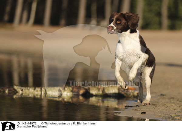 Drentsche Patrijshund / Dutch Partridge Dog / KB-14972