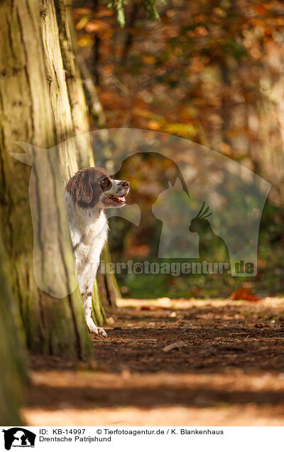 Drentsche Patrijshund / Dutch Partridge Dog / KB-14997