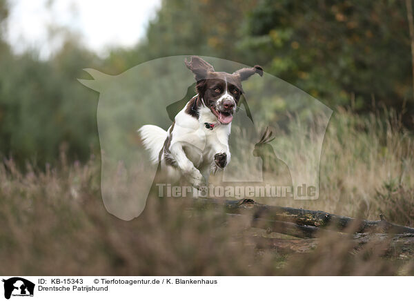 Drentsche Patrijshund / Dutch Partridge Dog / KB-15343