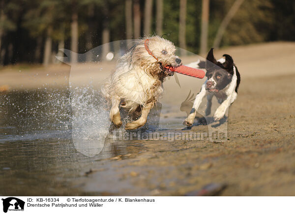 Drentsche Patrijshund und Wller / Dutch Partridge Dog and Waeller Sheepdog / KB-16334