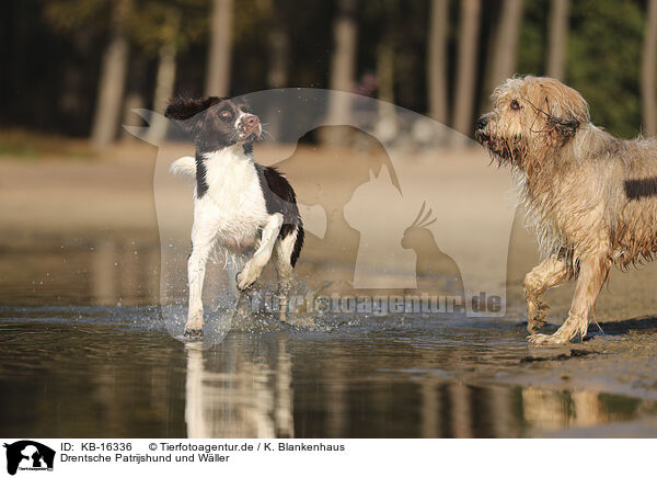 Drentsche Patrijshund und Wller / Dutch Partridge Dog and Waeller Sheepdog / KB-16336