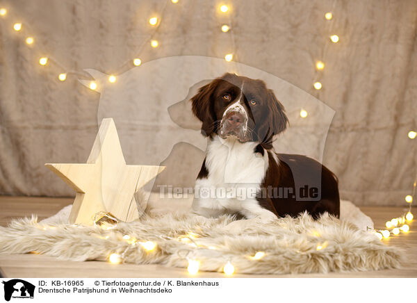 Drentsche Patrijshund in Weihnachtsdeko / Dutch Partridge Dog in christmas decoration / KB-16965