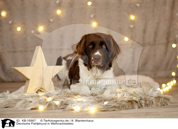 Drentsche Patrijshund in Weihnachtsdeko / Dutch Partridge Dog in christmas decoration / KB-16967