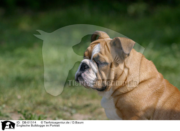 Englische Bulldogge im Portrait / DB-01314
