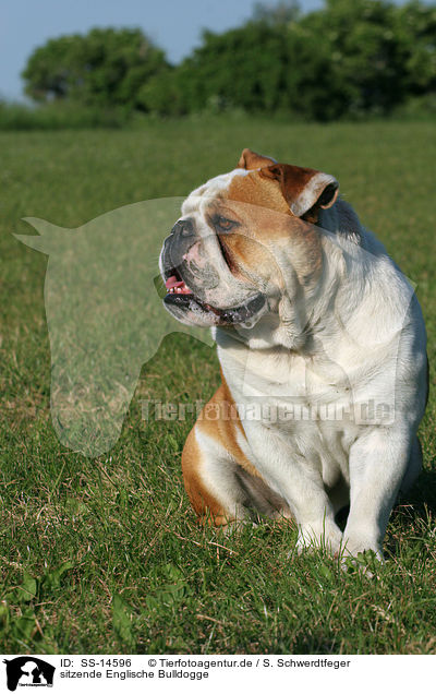 sitzende Englische Bulldogge / sitting English Bulldog / SS-14596