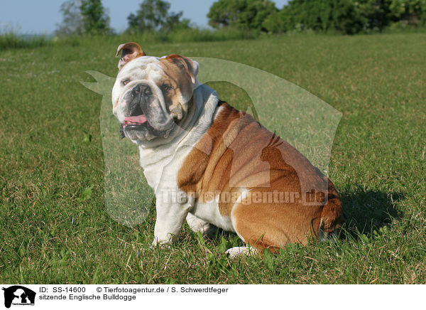 sitzende Englische Bulldogge / sitting English Bulldog / SS-14600