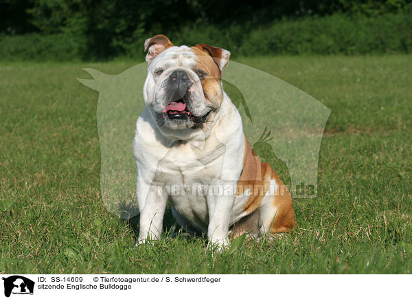 sitzende Englische Bulldogge / sitting English Bulldog / SS-14609