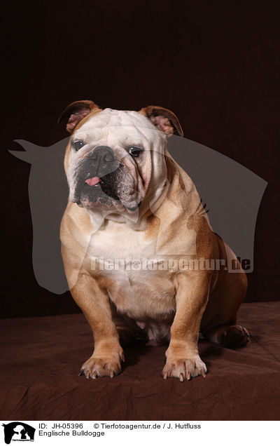 Englische Bulldogge / English Bulldog / JH-05396