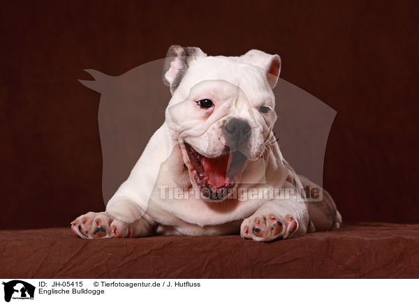Englische Bulldogge / english bulldog / JH-05415