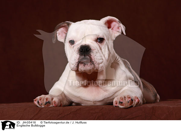 Englische Bulldogge / english bulldog / JH-05416