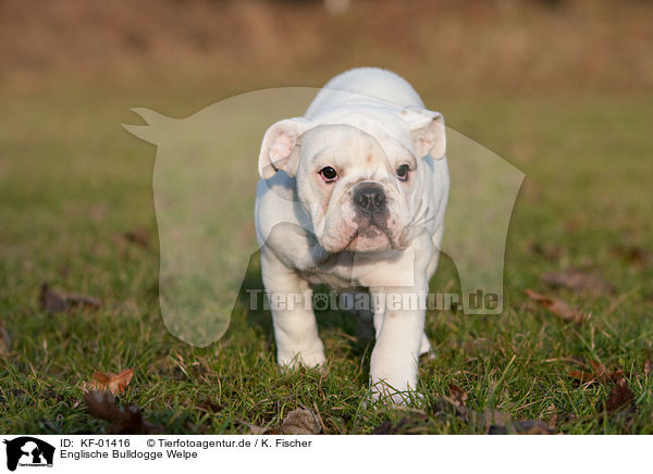 Englische Bulldogge Welpe / English Bulldog Puppy / KF-01416