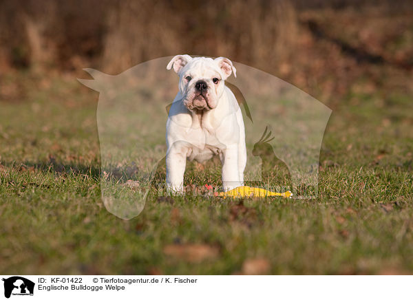 Englische Bulldogge Welpe / English Bulldog Puppy / KF-01422