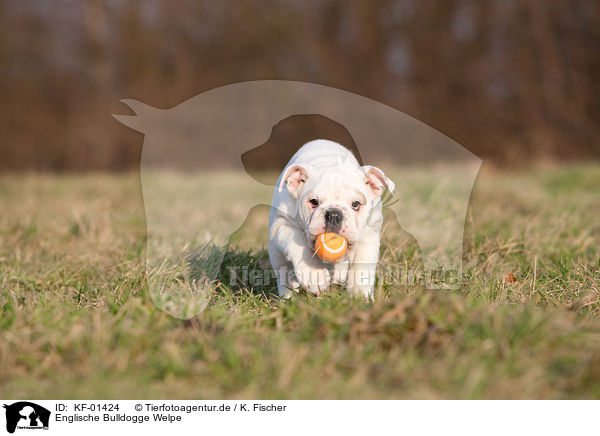 Englische Bulldogge Welpe / English Bulldog Puppy / KF-01424