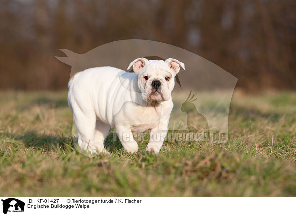 Englische Bulldogge Welpe / English Bulldog Puppy / KF-01427