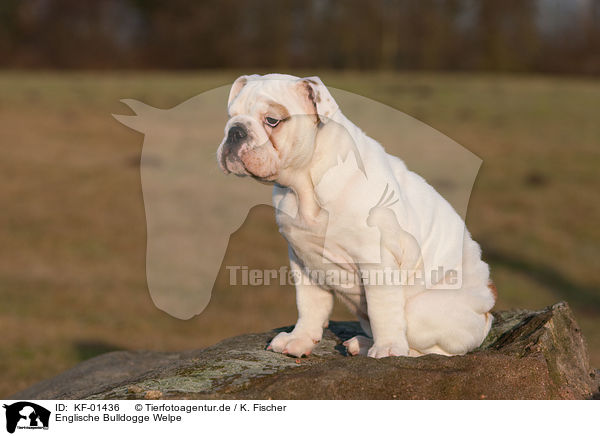 Englische Bulldogge Welpe / English Bulldog Puppy / KF-01436