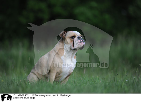 Englische Bulldogge / English Bulldog / AM-02552