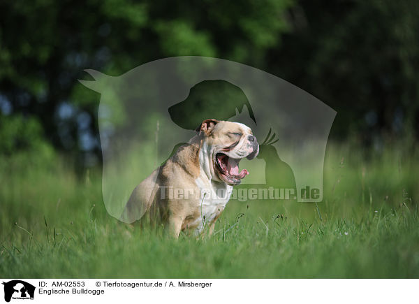 Englische Bulldogge / English Bulldog / AM-02553