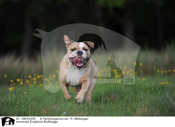 rennende Englische Bulldogge / runningEnglish Bulldog / AM-02555