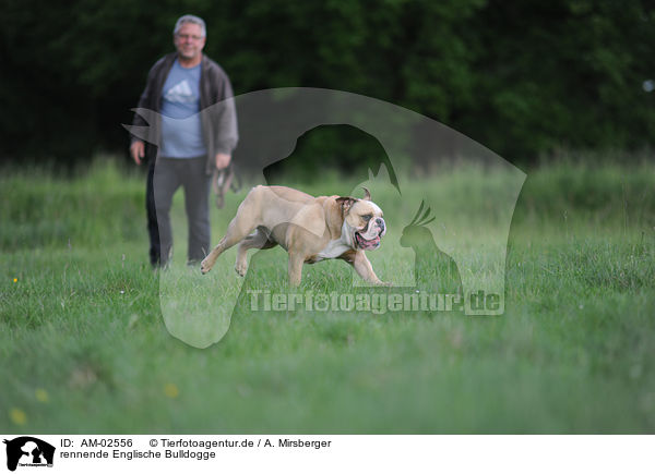 rennende Englische Bulldogge / runningEnglish Bulldog / AM-02556