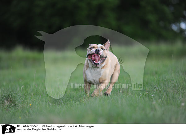 rennende Englische Bulldogge / runningEnglish Bulldog / AM-02557