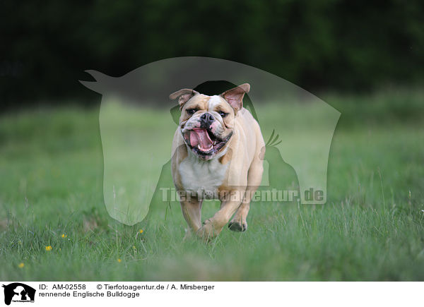 rennende Englische Bulldogge / runningEnglish Bulldog / AM-02558