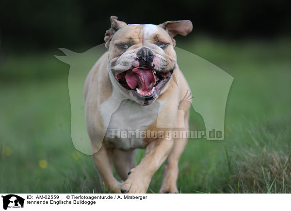 rennende Englische Bulldogge / runningEnglish Bulldog / AM-02559