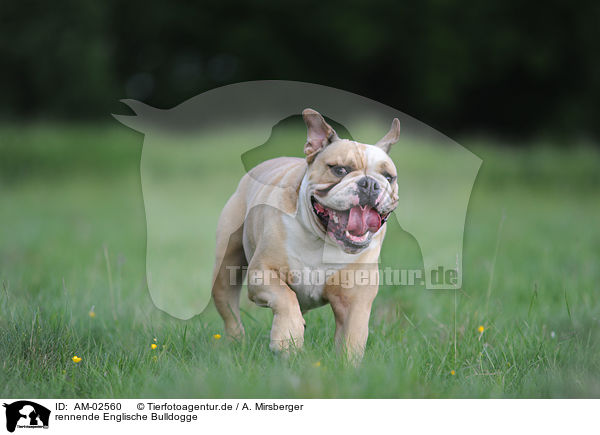 rennende Englische Bulldogge / runningEnglish Bulldog / AM-02560