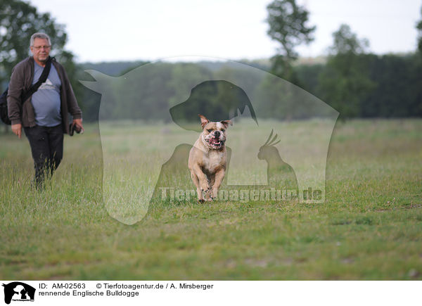 rennende Englische Bulldogge / runningEnglish Bulldog / AM-02563